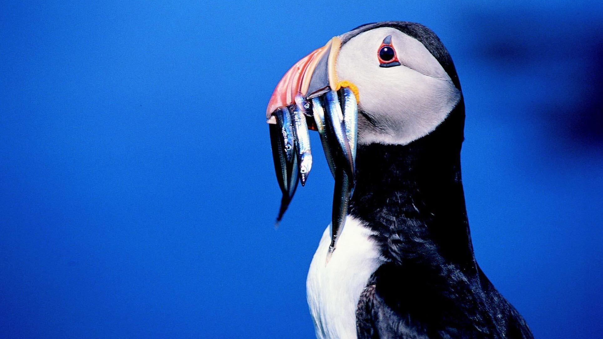 The Government is being urged to ‘stand strong’ on moves to close a fishery in UK waters to protect puffins and other wildlife in the face of EU opposition