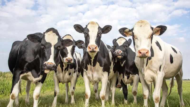 &nbsp;Stock image of cows