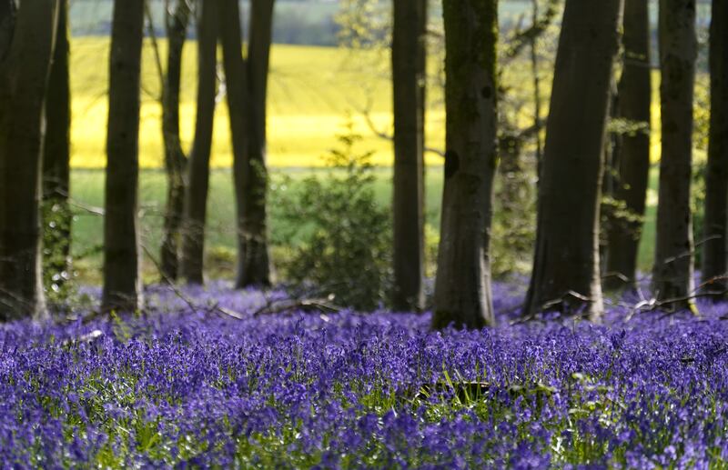 Bluebells in bloom in Micheldever Wood in Hampshire