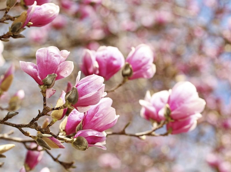 Magnolia flowers herald the arrival of spring. Picture by PA Photo/thinkstockphotos 