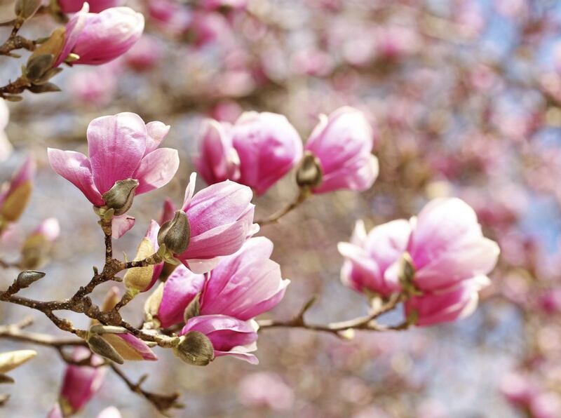 Magnolia flowers herald the arrival of spring. Picture by PA Photo/thinkstockphotos