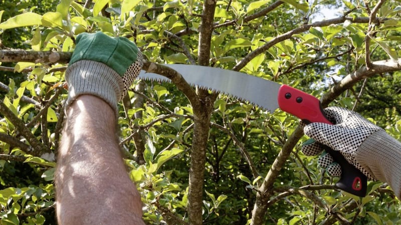A pruning saw is useful for branches with a wider girth 