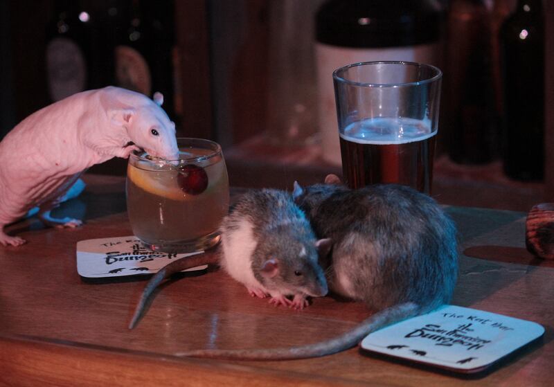 Rats explore some delicious drinks