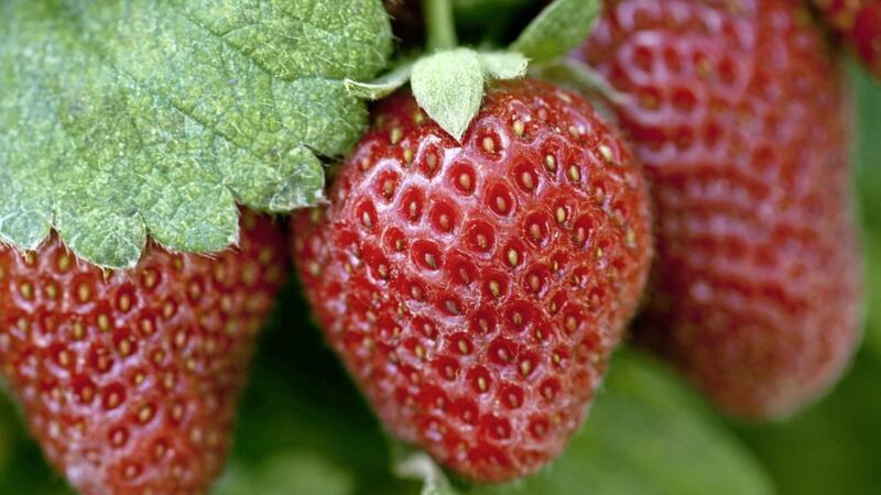 Early cropping strawberry varieties include &#39;Emily&#39;, &#39;Earliglow&#39; and &#39;Honeoye&#39;. Picture by PA Photo/JupiterImages Corporation 