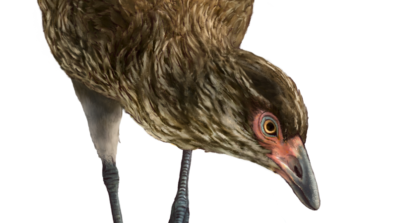 The Asteriornis has been dubbed the Wonderchicken by experts, and dates from 66.7 million years ago.