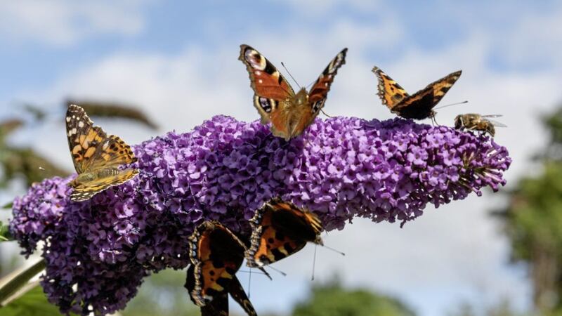 Painted Lady, tortoiseshell and peacock butterflies, plus a honey bee on a buddleia flower in Kenmare, Co Kerry 