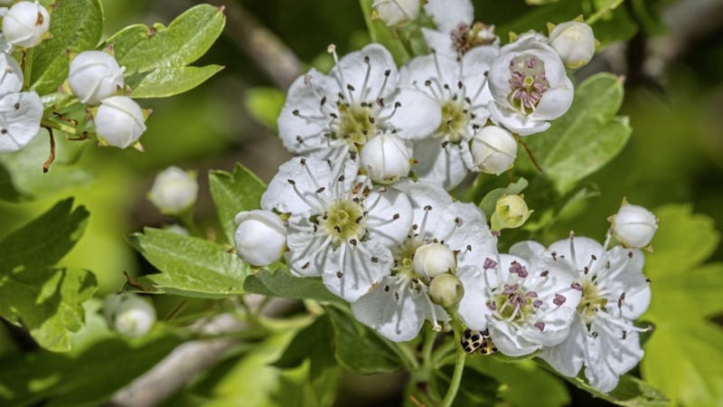 The hawthorn is a great small tree that&#39;s native to Ireland 