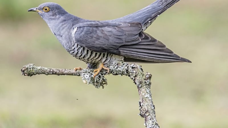 The cuckoo (Cuculus canorus) has divided opinion 