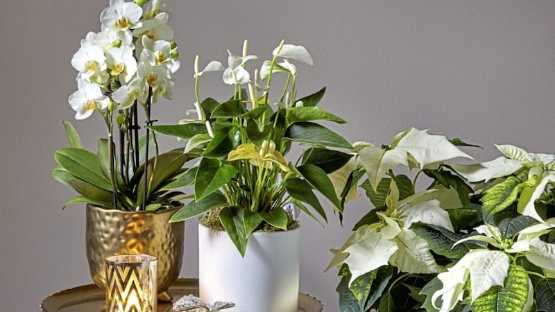 White houseplants will match up well with any interior 