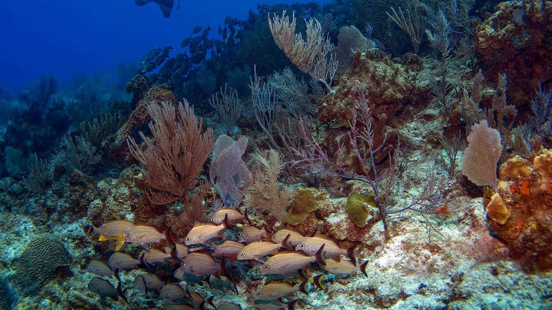 Diving on a reef in the Cayman Islands 
