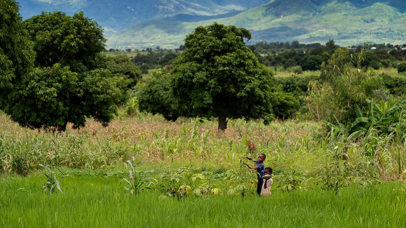 Children pick okra intercropped with rice in the village of Manduwasa in the Machinga region of Malawi.