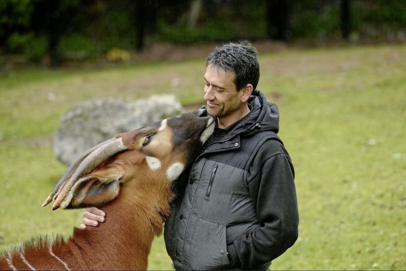 Belfast Zoo curator Andrew Hope is shown affection by a new female bongo 