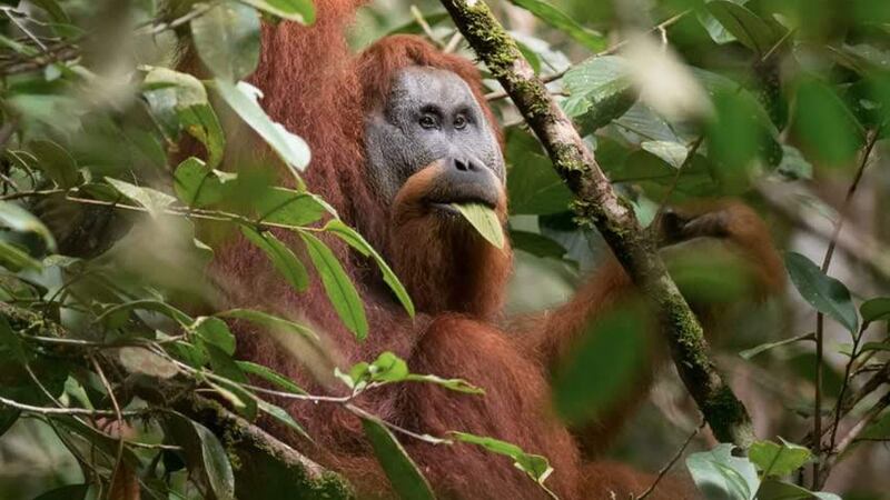 The rare primate was already critically endangered from the moment it was first identified in 2017.