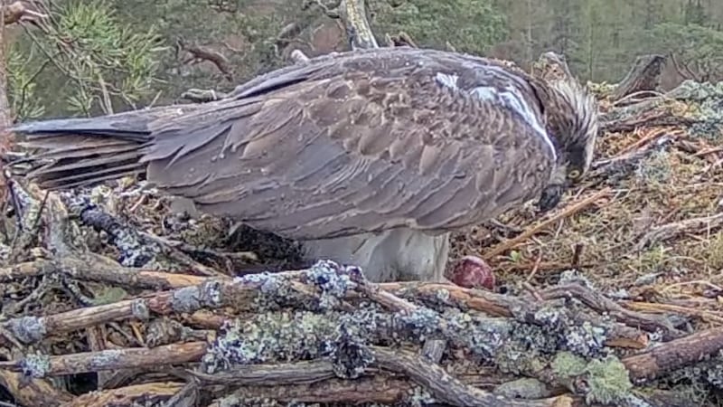 The first egg of the season has been laid at Loch Arkaig Pine Forest