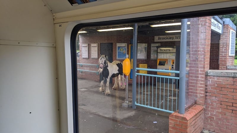 The horse was spotted on the platform at 8am this morning.