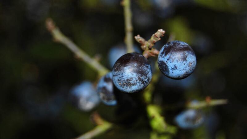 Sloe berries are ripe this time of year 
