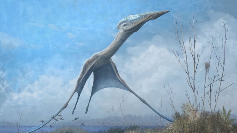 Learning more about the ancient flying reptile species could offer solutions to drone flight problems, according to palaentologists.