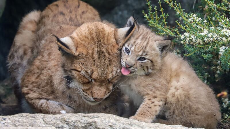 A lynx kitten born on 5 July at Newquay Zoo has been described as “healthy” and “extremely playful” by keepers.