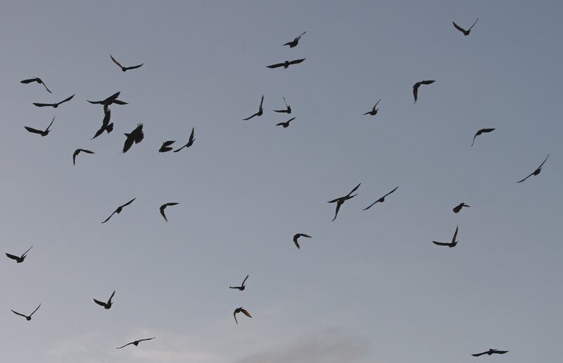A flock of Jackdaws (Alan McCarthy/PA)