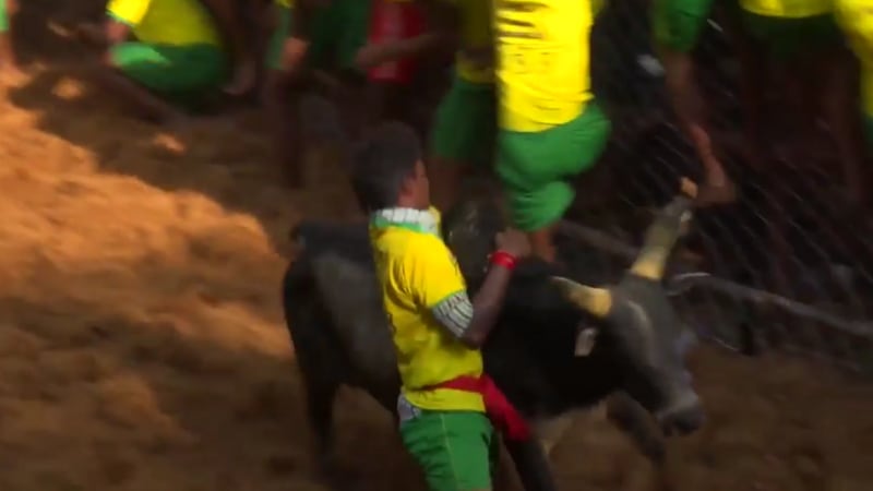 Animal rights activists are outraged as the ban on this bull-taming sport has been lifted
