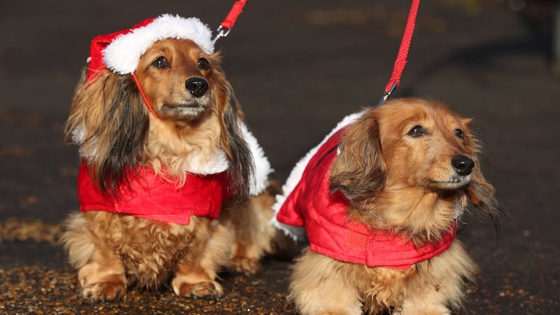 A horde of around 500 sausage dogs in outfits including Father Christmas jackets, festive jumpers and tinsel have got together.