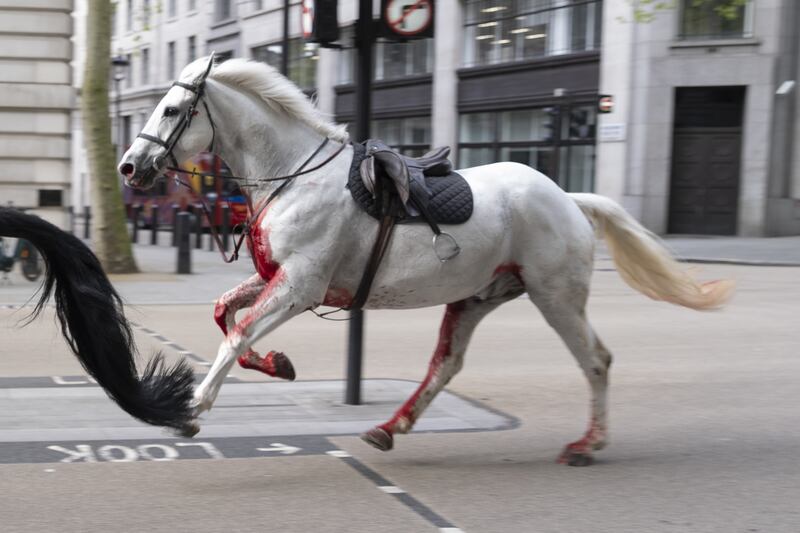 Household Cavalry horse Vida on the loose through the streets of London near Aldwych