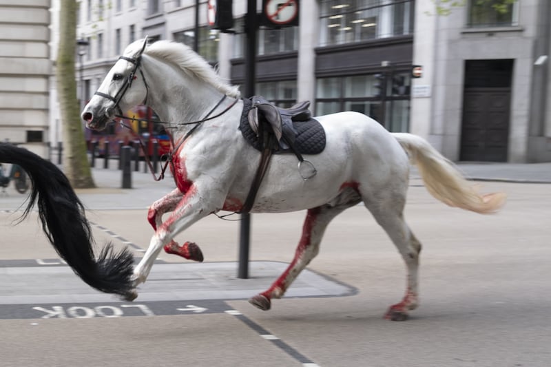 Two of the animals, a black horse and a grey drenched in blood, were seen galloping through central London