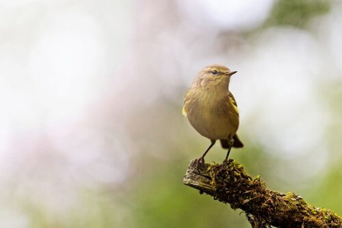 Take on Nature: Chiff-chaff brings to mind spring's changing patterns 