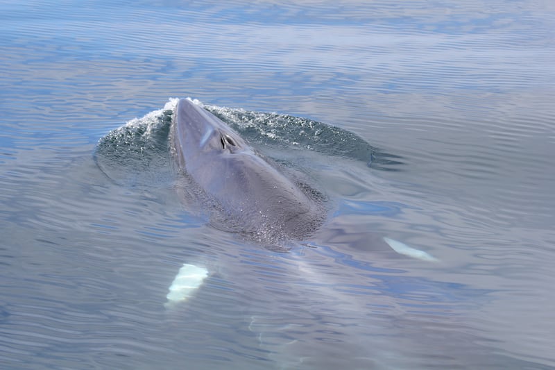 New technology will help to assess the health of cetaceans (HWDT)