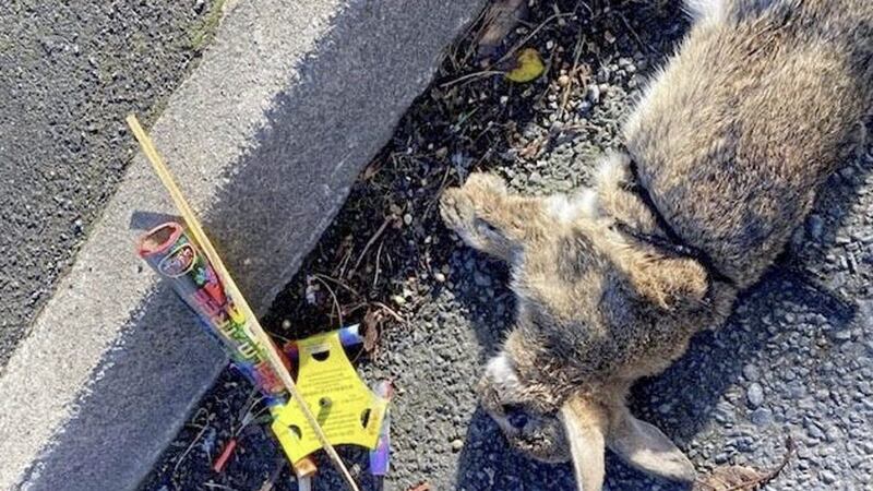 A wild rabbit was found dead with a firework strapped to it on Tuesday morning 