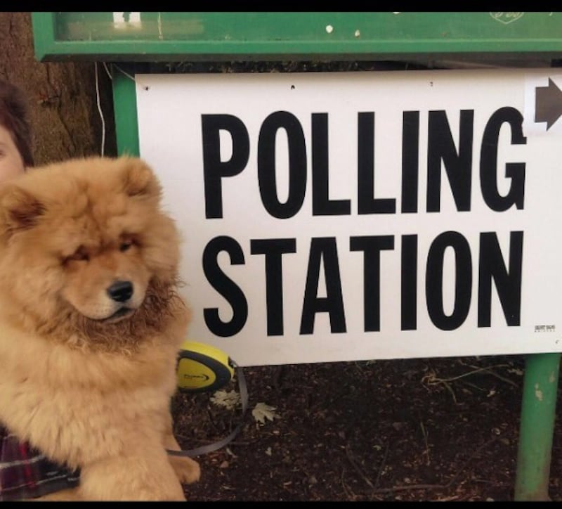 fluffy dog at polling station (Emma Buchanan)