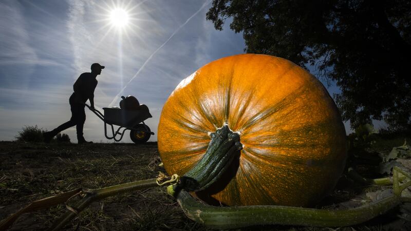 The team at Howe Bridge Farm near Malton have started picking thousands of the bright orange gourds ripe for carving.