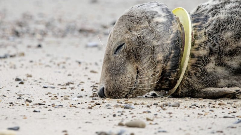 Plastic is choking up our marine life 