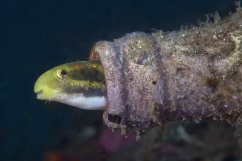 Fang tooth blenny.