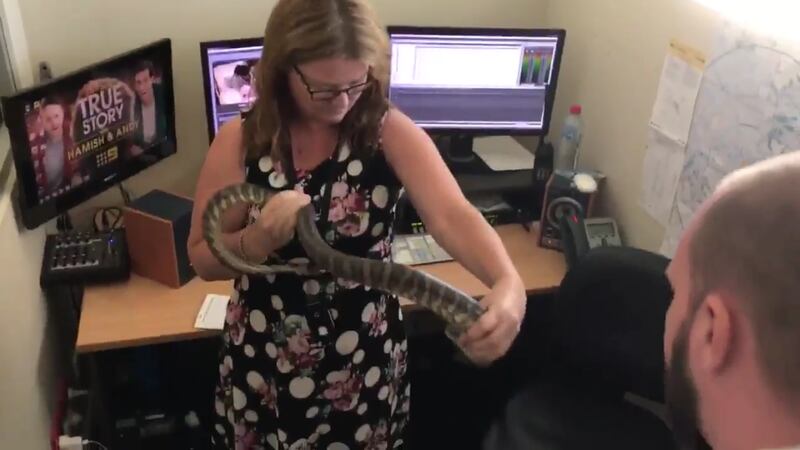 Kate Limon walked into a nasty surprise when her team found a carpet python curled up beside a computer monitor on Monday.