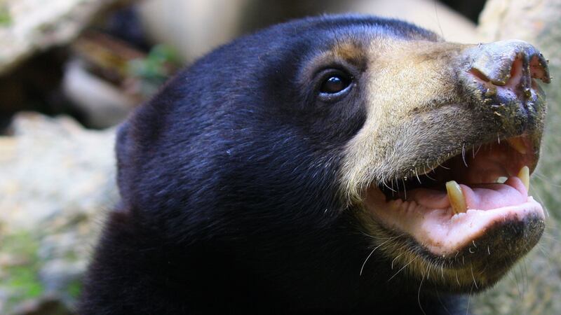 Sun bears were found to open their mouths to match their playmates during encounters.