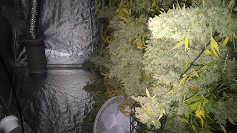 A cannabis factory with an estimated street value of around &pound;30,000 has been uncovered by police in Newry 