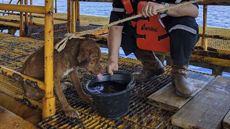 An oil rig crew managed to rescue the dog and speculated that it might have fallen off a fishing trawler.