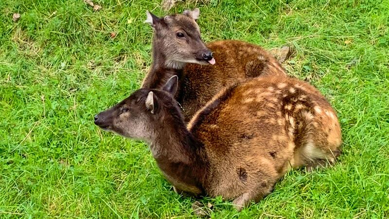 The Philippine spotted deer is among the most endangered deer species in the world.