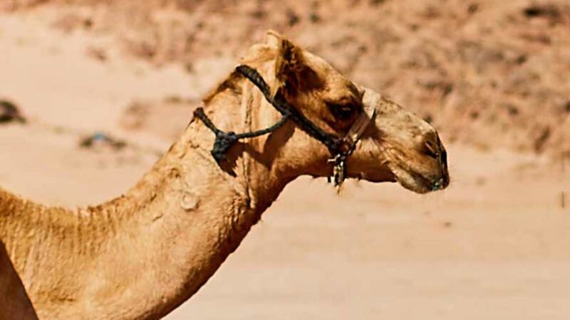 The man was bitten in the face by a camel (file pic)