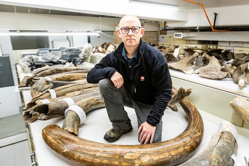 Mat Wooller, director of the Alaska Stable Isotope Facility, among a collection of some of the mammoth tusks at the University of Alaska Museum of the North