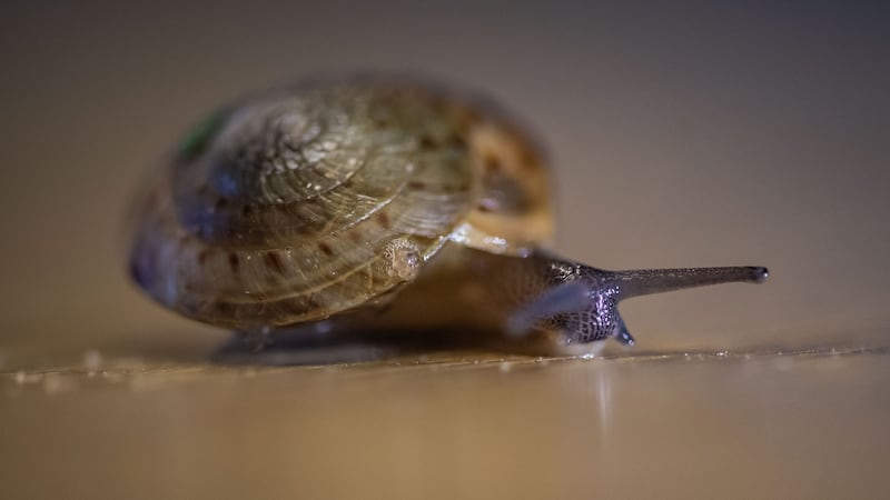 A group of greater Bermuda land snails were discovered in 2014 – and their numbers are now being boosted thanks to Chester Zoo’s breeding programme.
