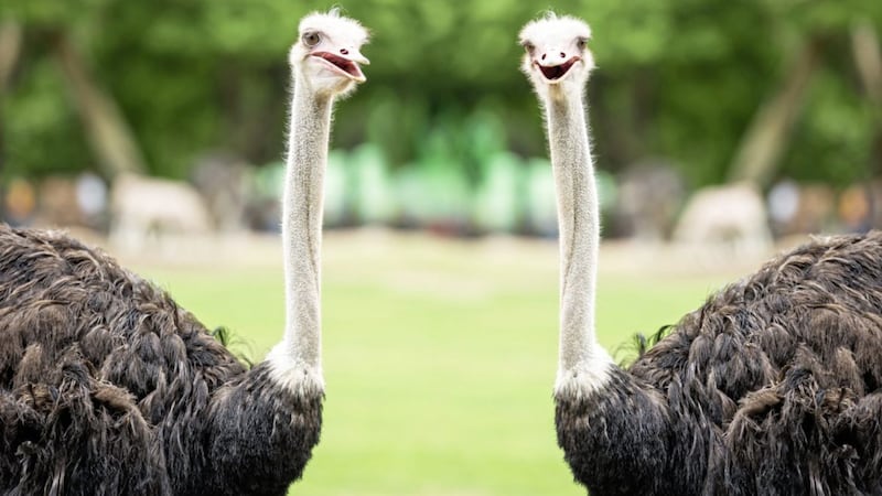 Don&#39;t be like an ostrich and sleepwalk into retirement 