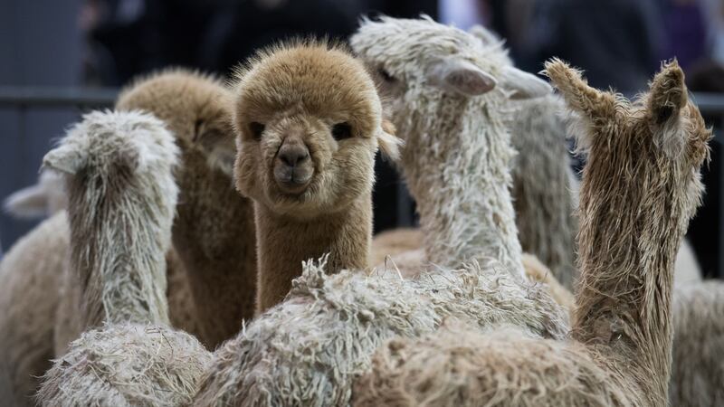Alpacas, an Aston Martin and a gingerbread village feature on the Travelodge list.