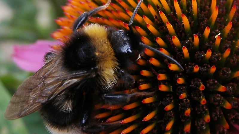 Previous research has reportedly only focused on honeybees, ignoring the potential effect on wild bees.