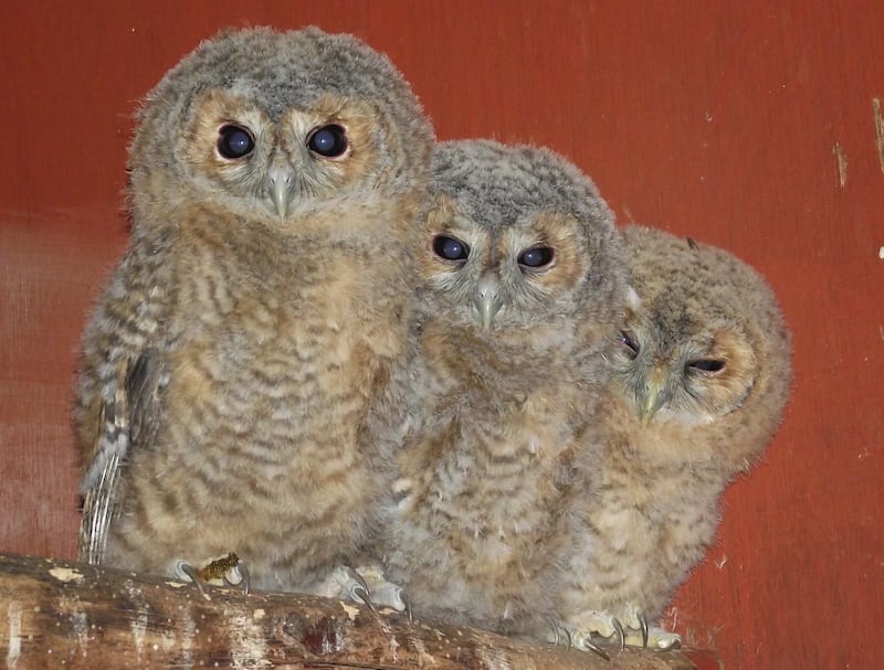 RSPCA Norfolk’s latest intake of injured and orphaned owlets is so adorable it hurts