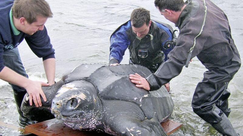 A dead leatherback turtle that washed ashore at Portaferry in 2008, which was found to have a plastic bag and length of fishing line in its stomach. Picture courtesy of DAERA Marine &amp; Fisheries 