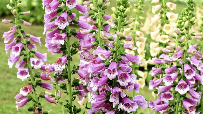 Foxgloves are among the best self-seeders  