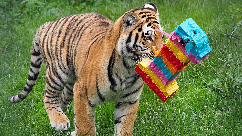 The endangered cubs celebrated with multi-coloured party pinatas.