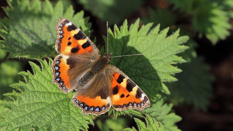 The Big Butterfly Count is a ‘valuable snapshot’ of how the insects are faring, Butterfly Conservation said.